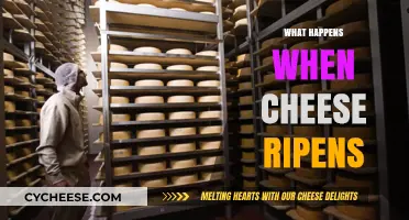 The Science Behind Cheese Ripening: Transforming Curds into Culinary Delights