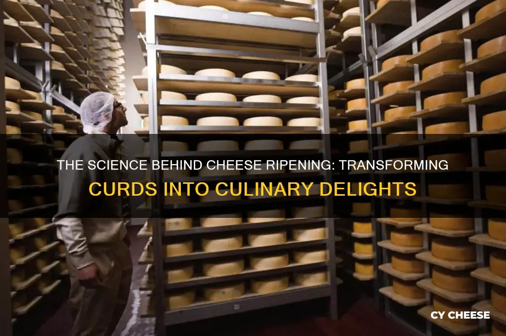 what happens when cheese ripens