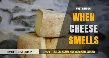Why Cheese Smells: Understanding the Science Behind the Odor