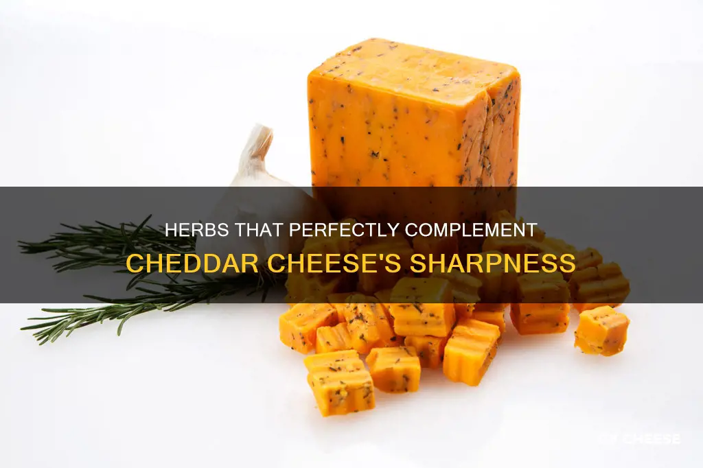 what herb goes well with cheddar cheese