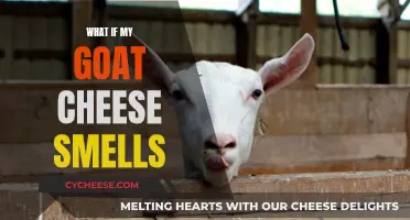 Unraveling the Mystery: Why Your Goat Cheese Smells