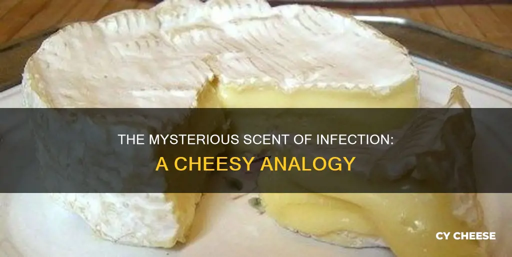 what infection smells like cheese