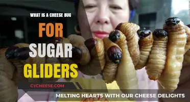 Understanding Cheese Bugs: Essential Sugar Glider Nutrition Explained