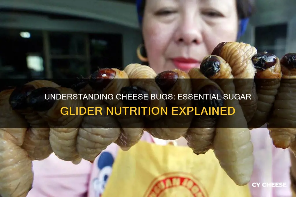 what is a cheese bug for sugar gliders