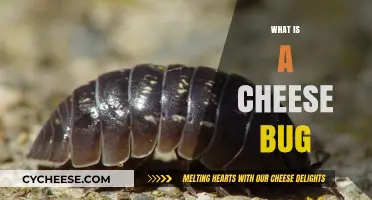 Unveiling the Mystery: What is a Cheese Bug and Why It Matters
