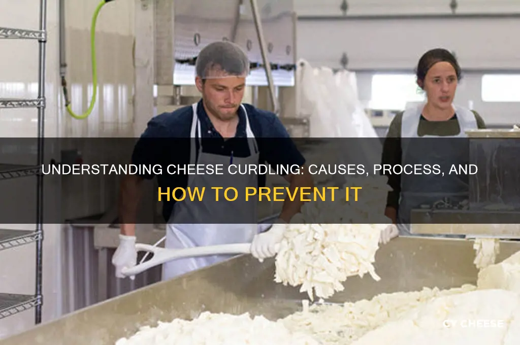 what is a cheese curdle