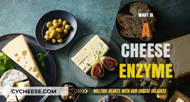 Understanding Cheese Enzymes: Key Role in Flavor and Texture Development