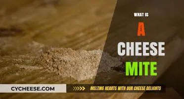 Unveiling the Tiny World of Cheese Mites: What Are They?