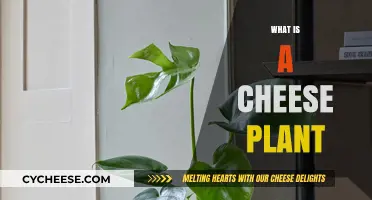 Discover the Cheese Plant: A Unique Houseplant with a Quirky Name