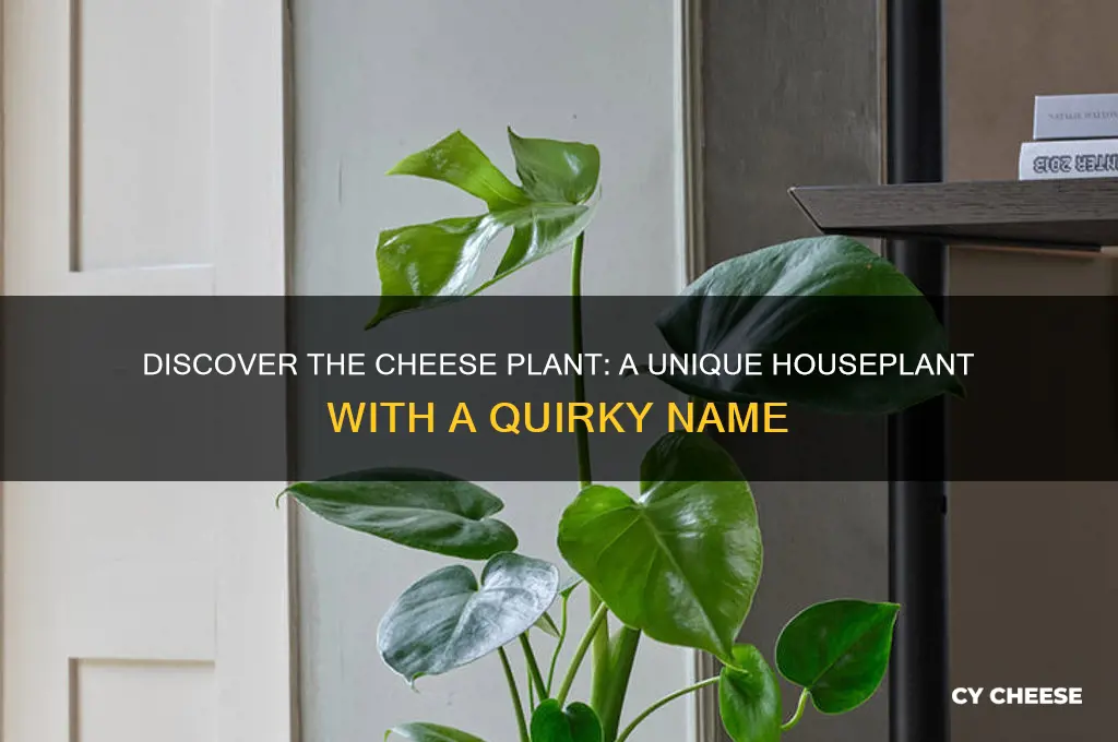 what is a cheese plant
