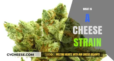 Understanding Cheese Strain: Origins, Effects, and Popular Varieties Explained