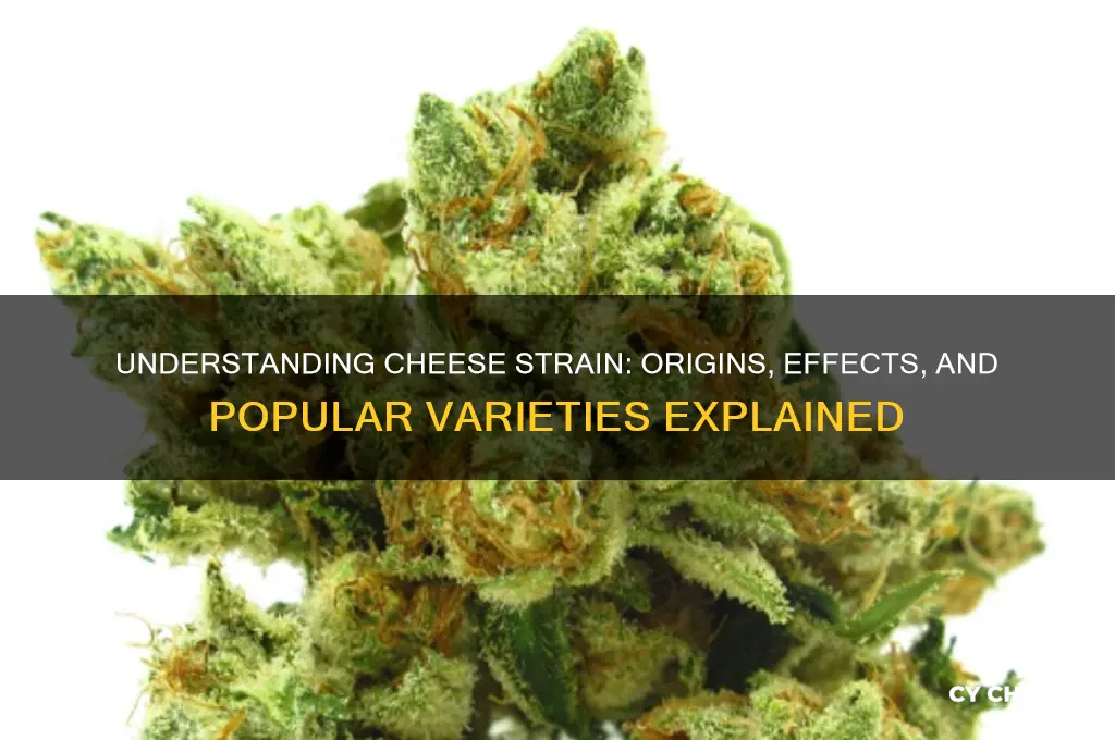 what is a cheese strain
