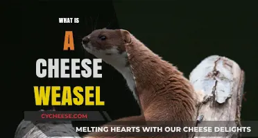 Unveiling the Mystery: What is a Cheese Weasel and Why It Matters
