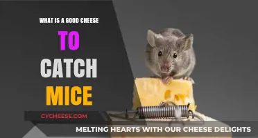 Best Cheese for Mouse Traps: Top Picks to Catch Mice Fast