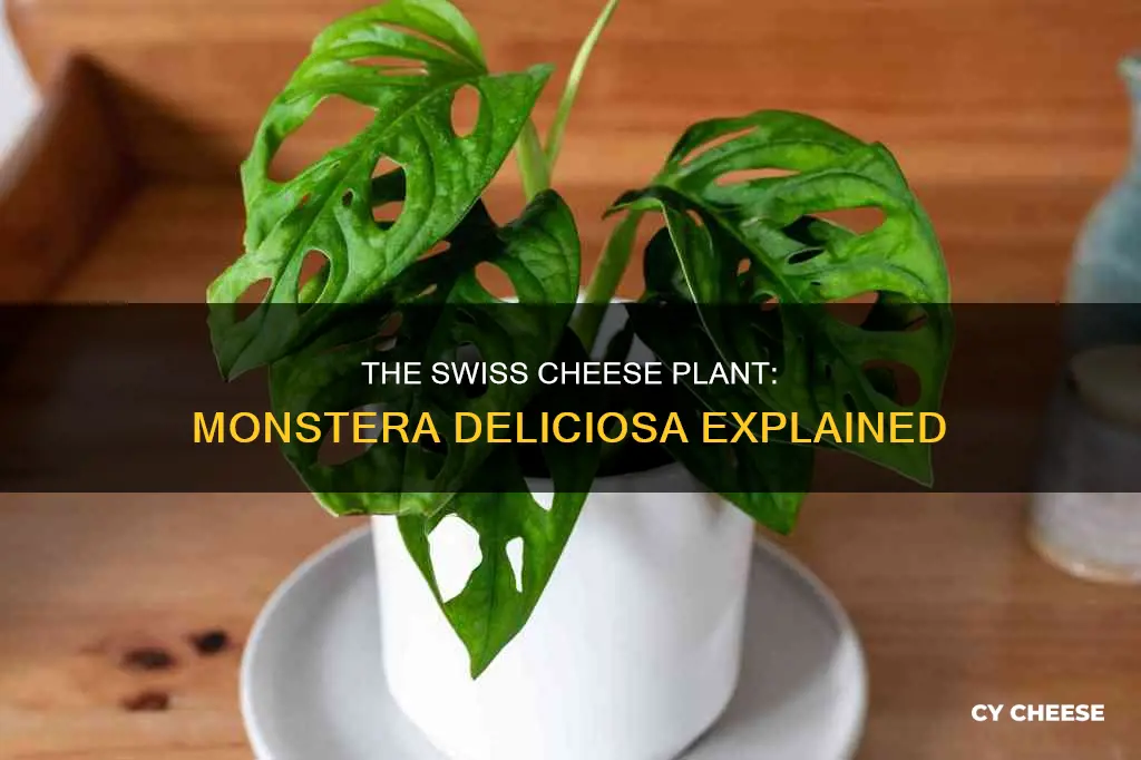 what is a swiss cheese plant
