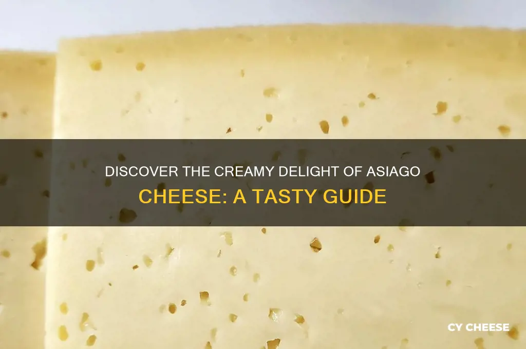 what is asagio cheese