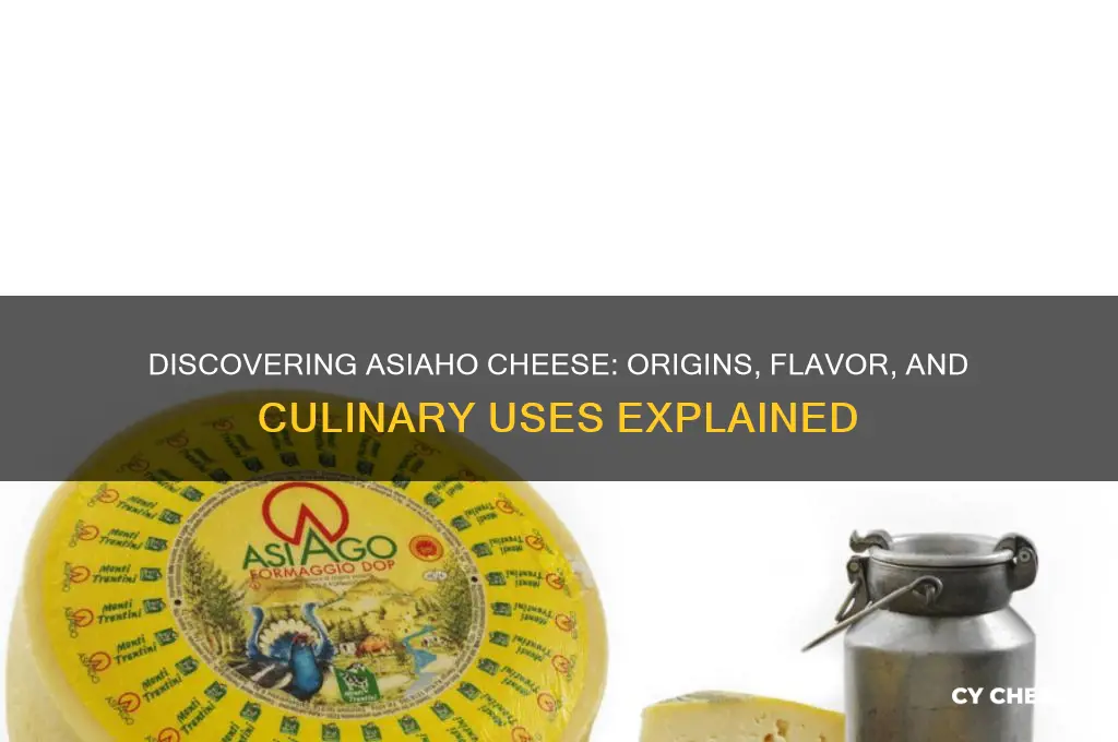 what is asiaho cheese