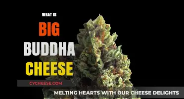 Exploring Big Buddha Cheese: Origins, Flavors, and Growing Tips