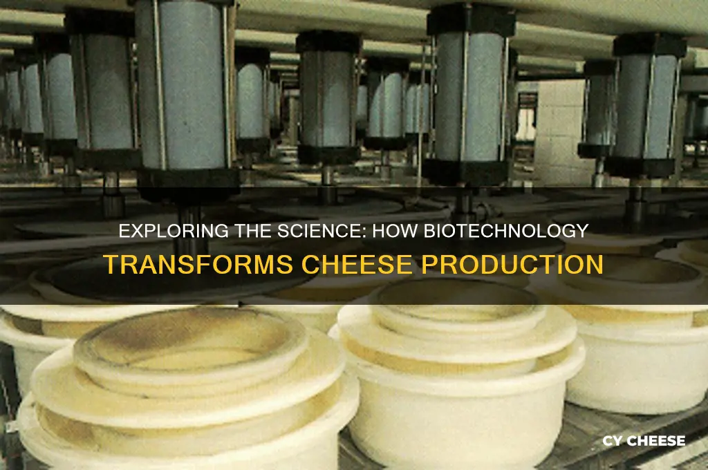 what is biotechnology of cheese