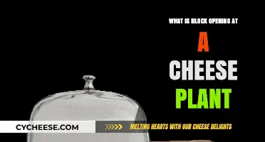 Understanding Block Opening Processes in Cheese Manufacturing Plants