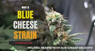 Blue Cheese Strain: Its Unique Features and Characteristics