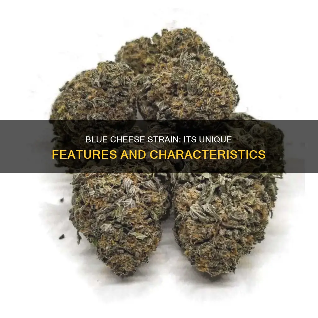 what is blue cheese strain