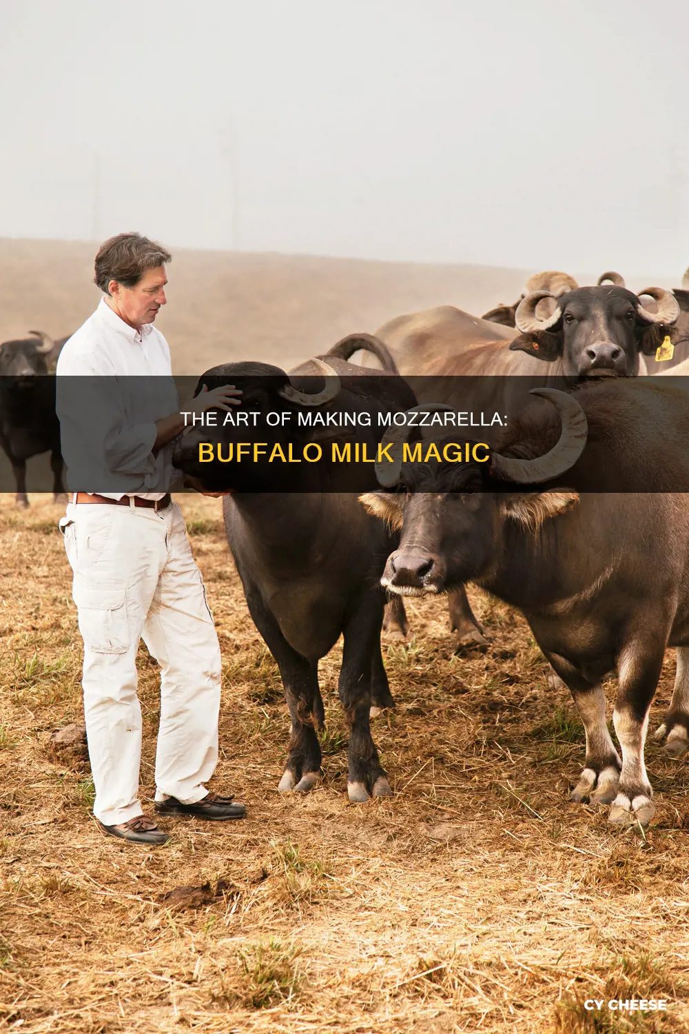 what is buffalo mozzarella cheese made from