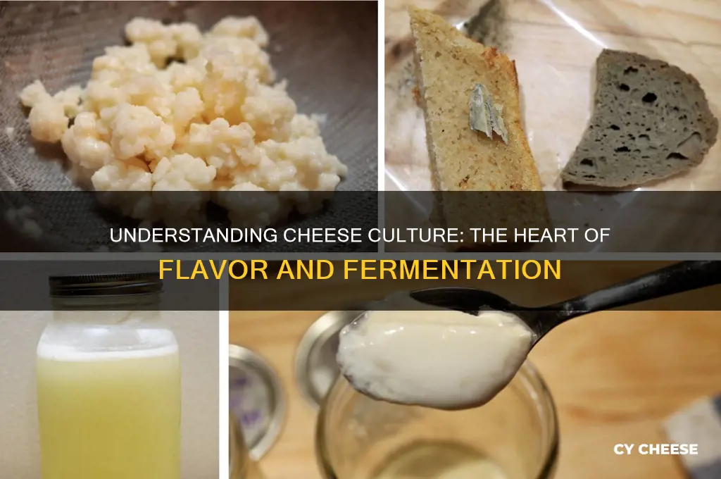 what is cheese ciultiure
