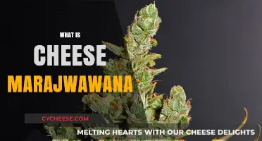 Exploring Cheese Marijuana: Origins, Effects, and Unique Strain Characteristics