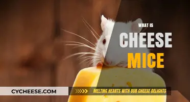 Unveiling the Mystery: What Are Cheese Mice and Their Origins?