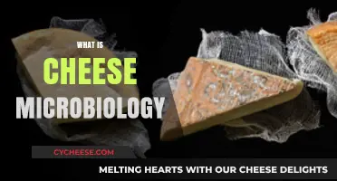 Exploring Cheese Microbiology: The Science Behind Flavor and Fermentation