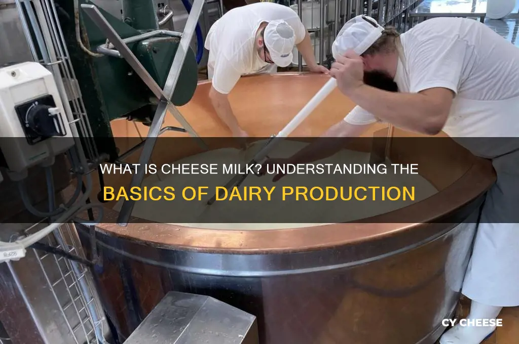what is cheese milk