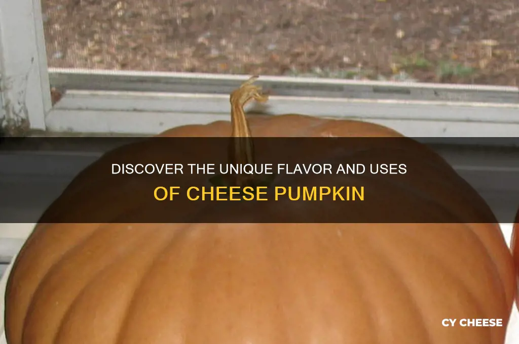 what is cheese pumpkin
