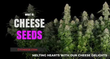 Understanding Cheese Seeds: Origins, Uses, and Cultivation Explained