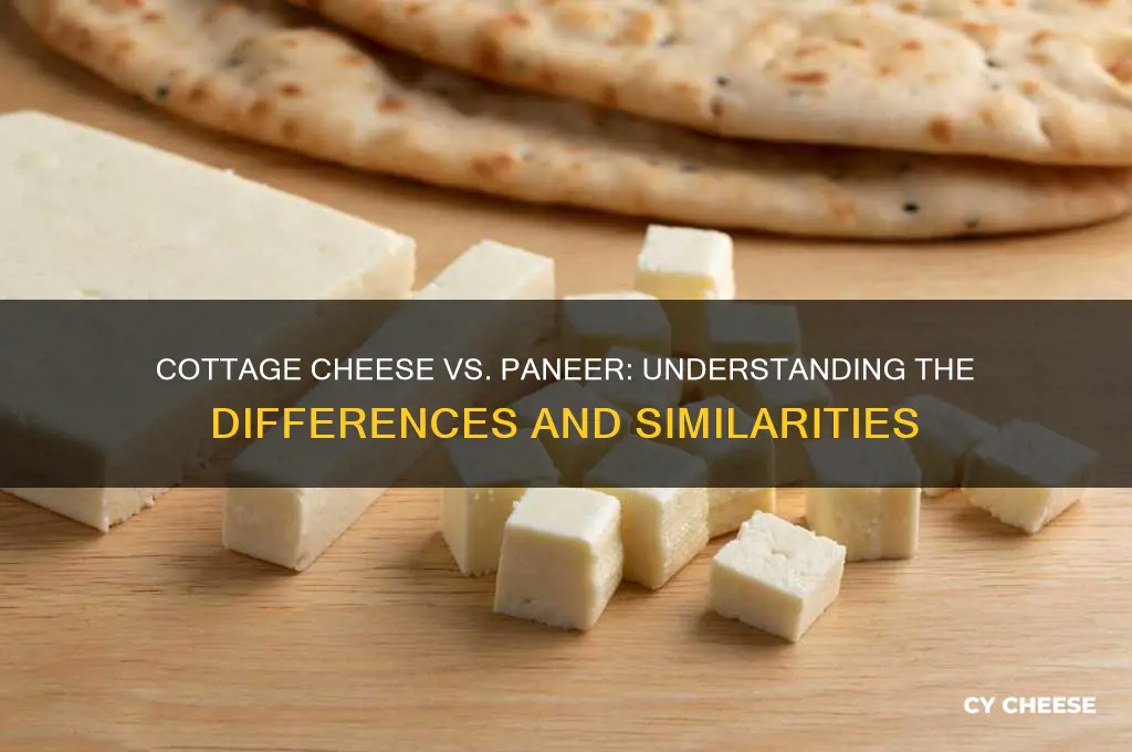 what is cottage cheese paneer