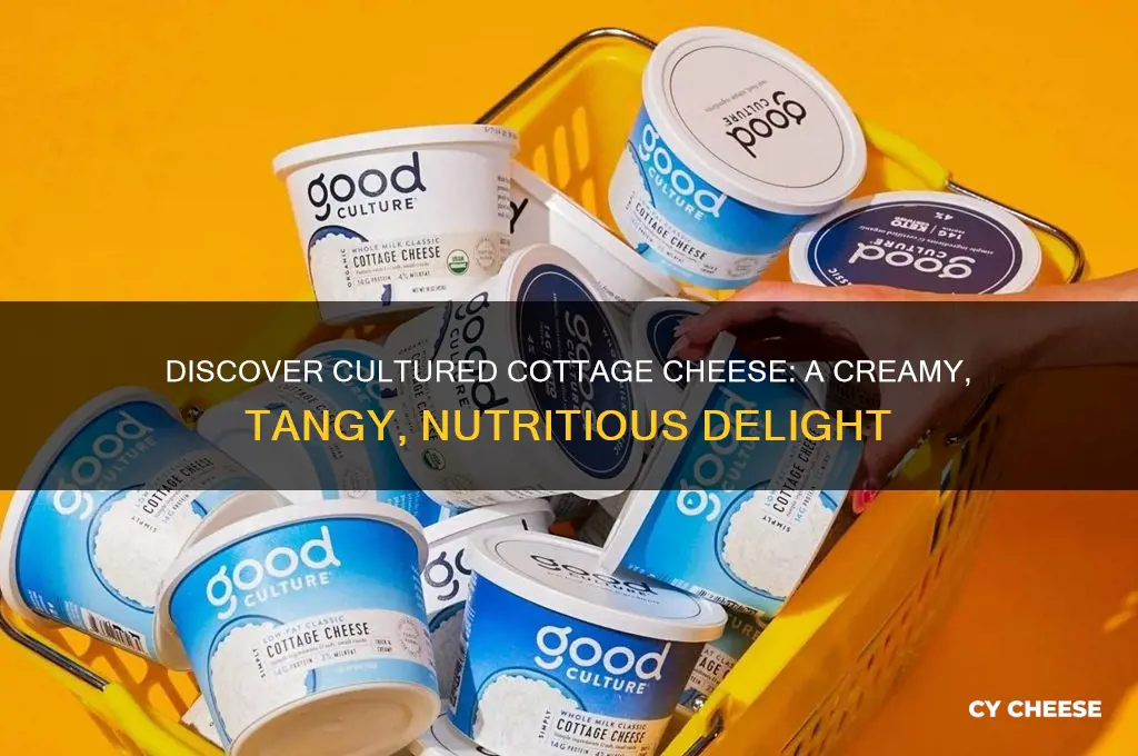 what is cultured cottage cheese