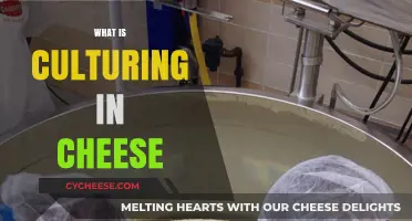 Understanding Culturing: The Essential Process Behind Cheese Making Explained
