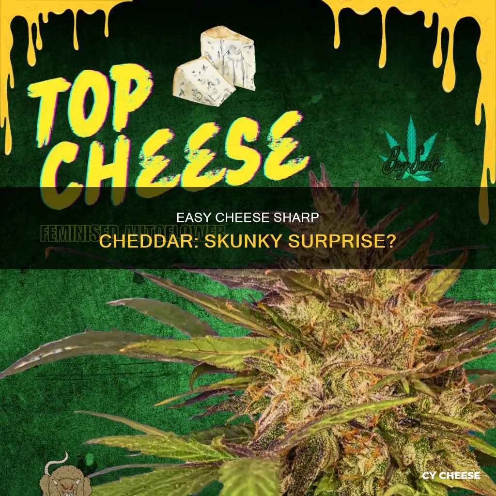 what is easy cheese sharp cheddar suddenly tasting skunky