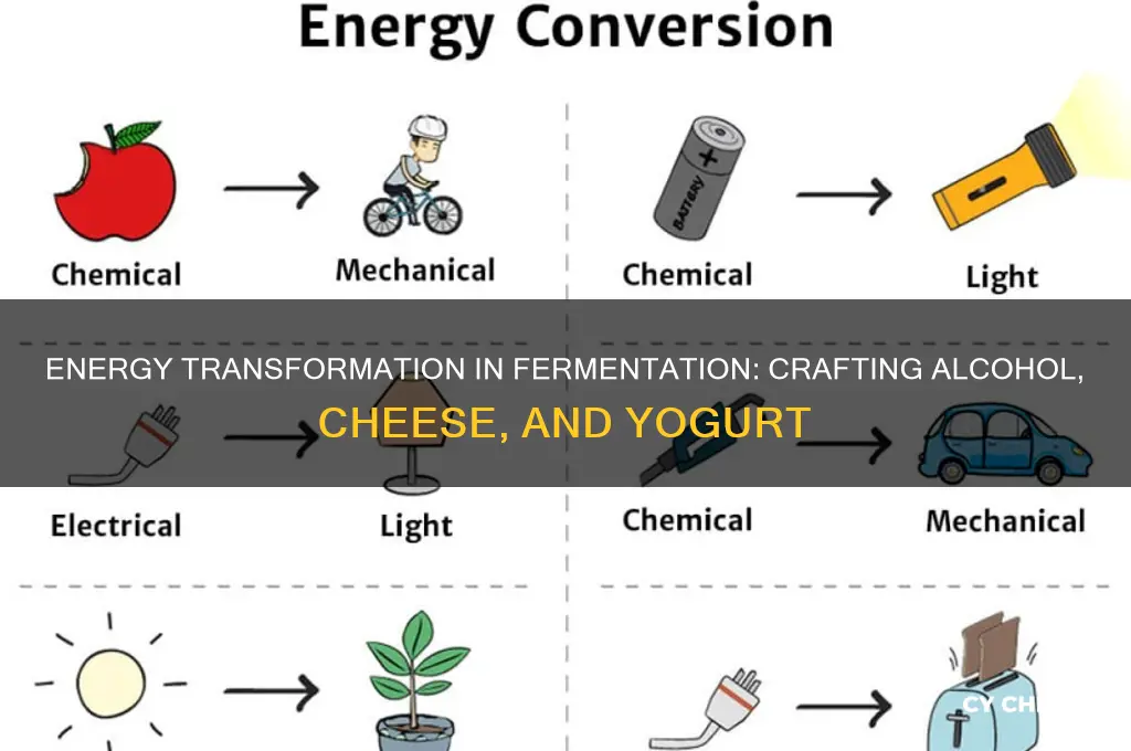 what is energy transformation resulting in alcohol cheese and yogurt