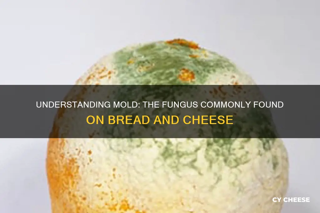 what is fungus called on bread or cheese
