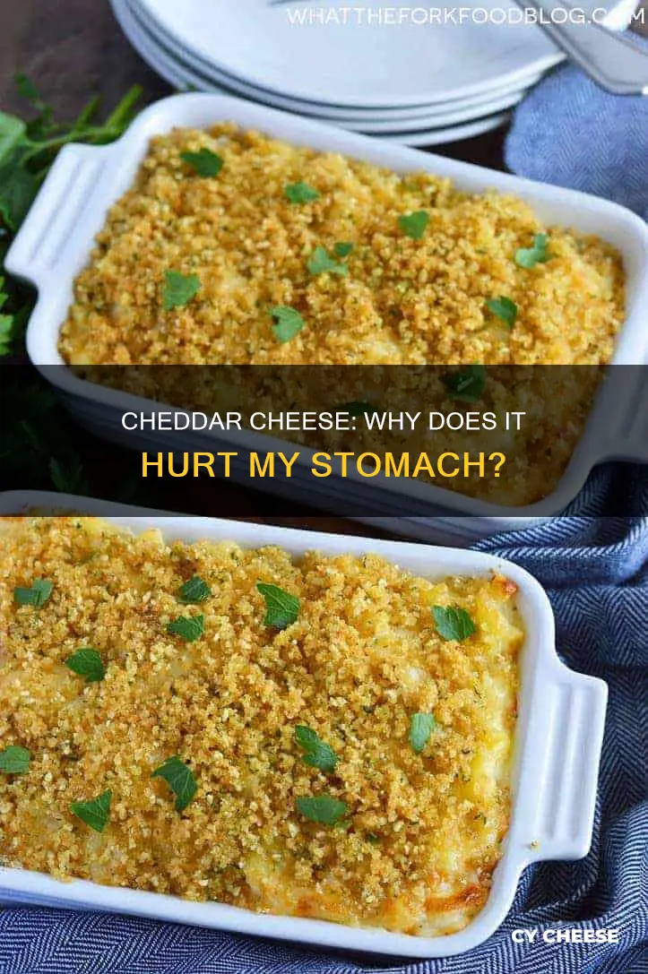 what is it in cheddar cheese that hurts my stomach