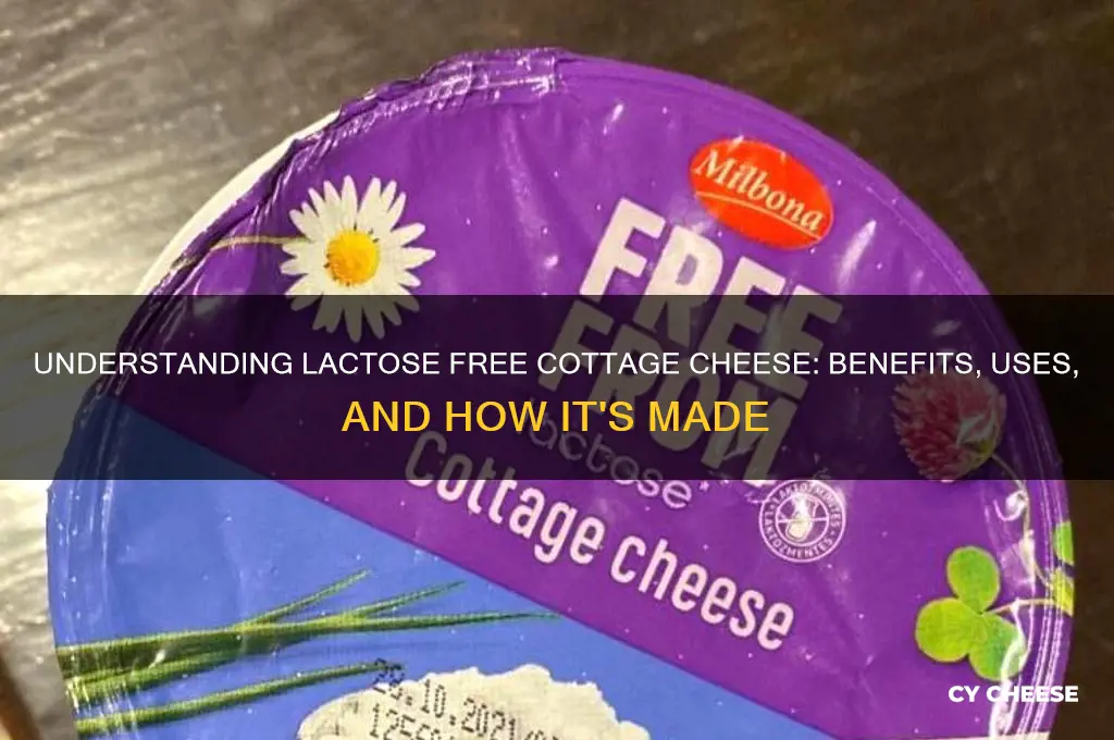 what is lactose free cottage cheese