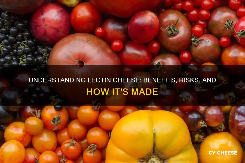 what is lectin cheese