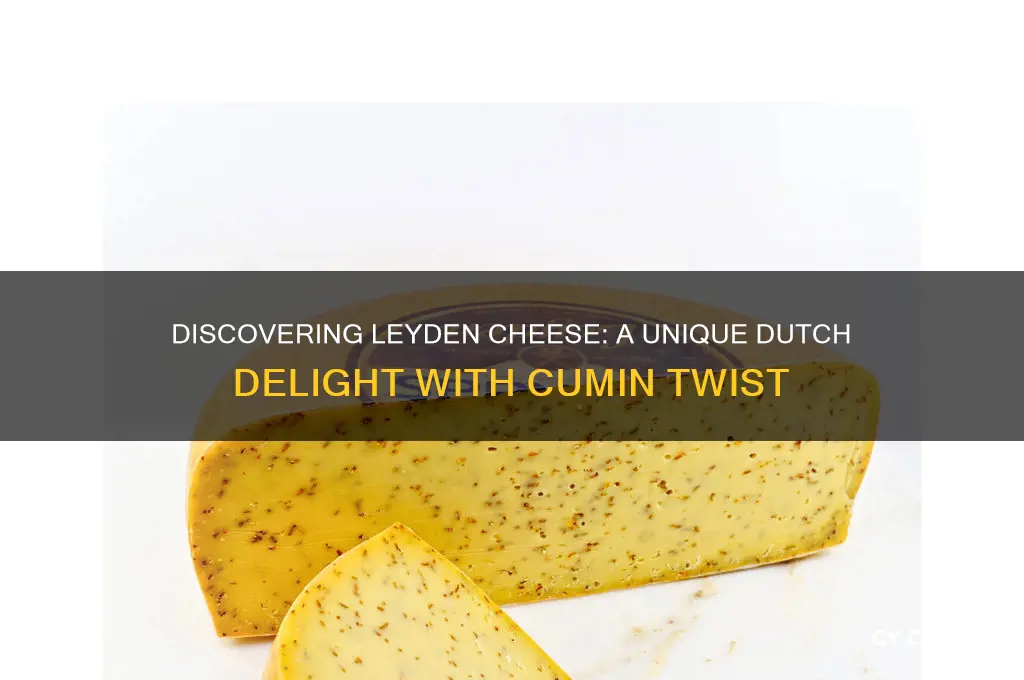 what is leyden cheese