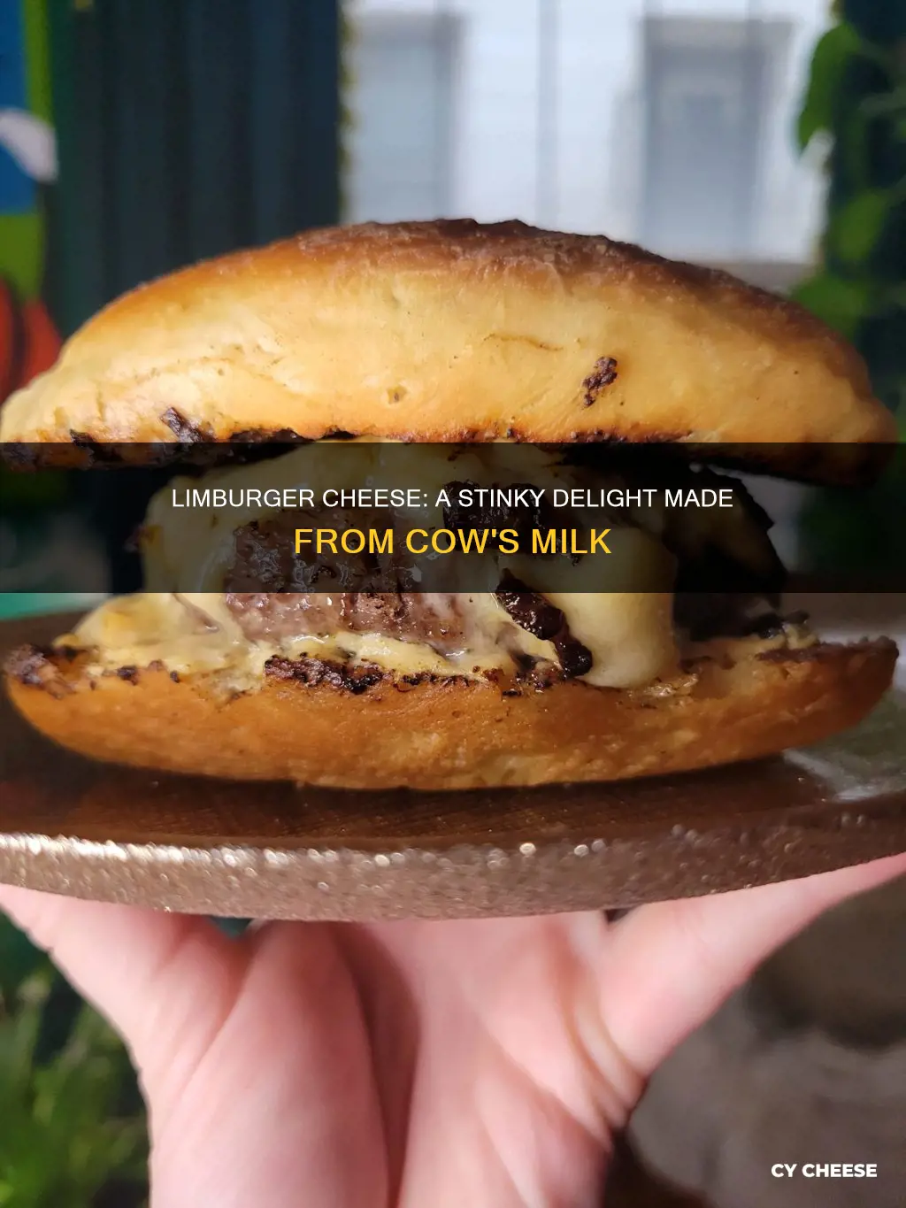 what is limburger cheese made from