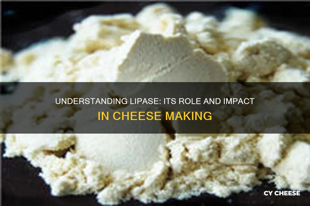 what is lipase in cheese