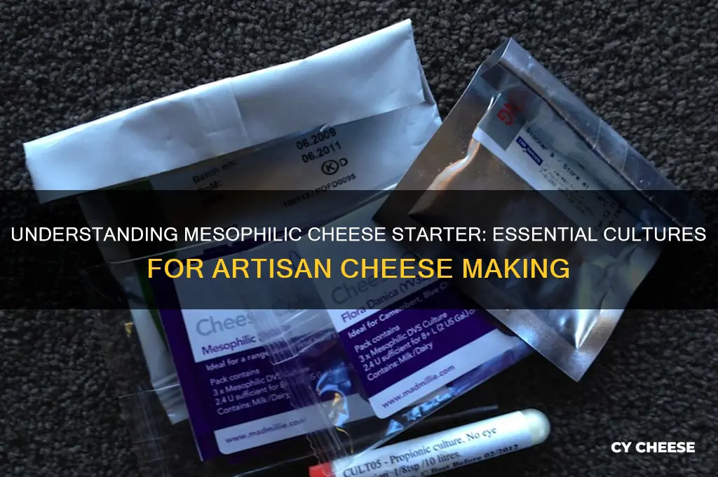 what is mesophilic cheese starter