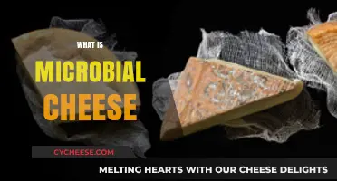 Exploring Microbial Cheese: A Guide to Fermented Dairy Delicacies
