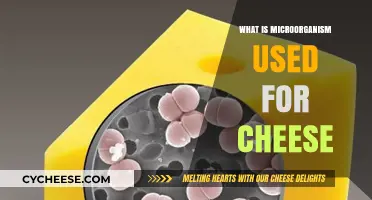 Microorganisms: The Magic Behind Delicious Cheese