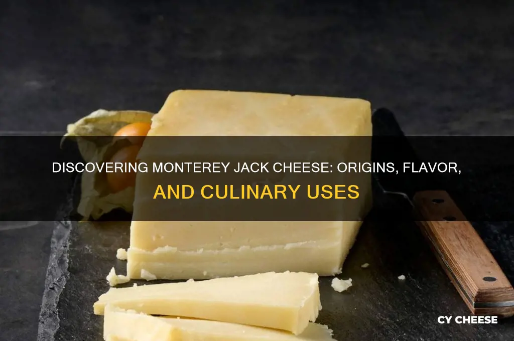 what is montarey jack cheese